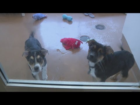 PAWS Chicago Holiday Adopt-a-Thon – WGN Weekend Evening News at 5 – YouTube
