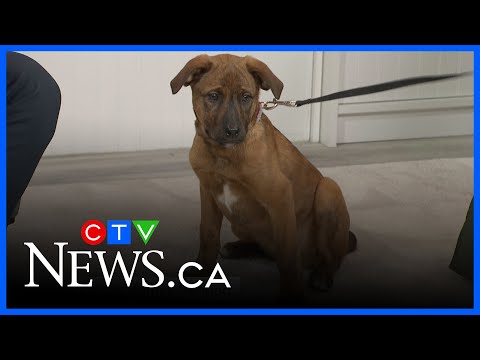 Why you may want to rethink gifting a pet this Christmas: animal rescue – YouTube