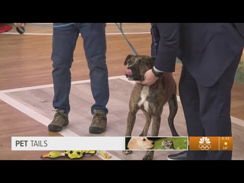 Pet Tails: Meet Lambo – YouTube