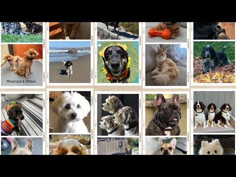 Paw Pics | A collection of holiday pet photos from across our region – YouTube