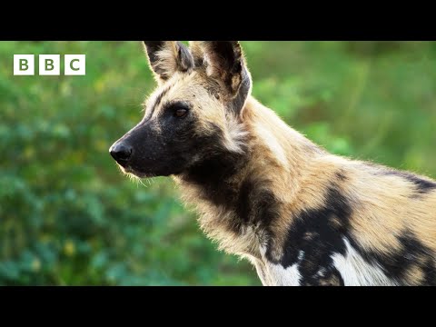 Wild dogs try to save pack member from crocodile | Kingdom – BBC – YouTube