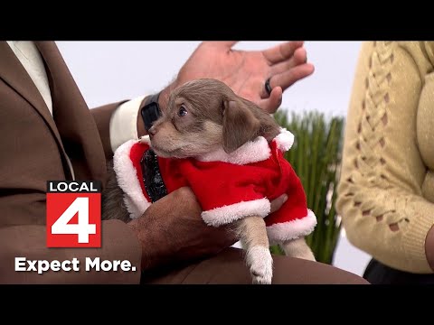 Pet of the Week: Meet Cherie and Christo – YouTube