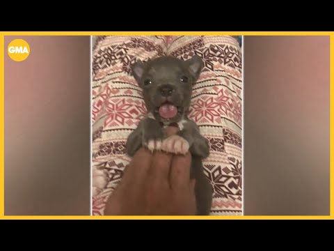 Tiny puppy saved by adoptive doggie mom finds forever home – YouTube