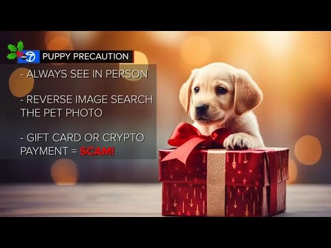 How to avoid scams when you are buying pets for holiday season – YouTube