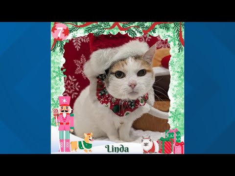 12 Strays of Christmas 2025: Meet Linda – YouTube