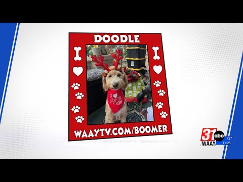 Wag Your Tail Wednesday – YouTube