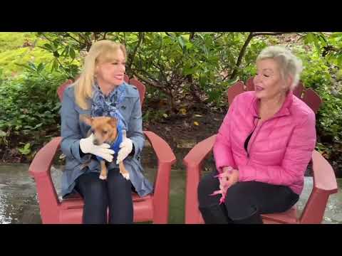 Rupert is a cute little Chihuahua looking for a calm home with his people around – YouTube