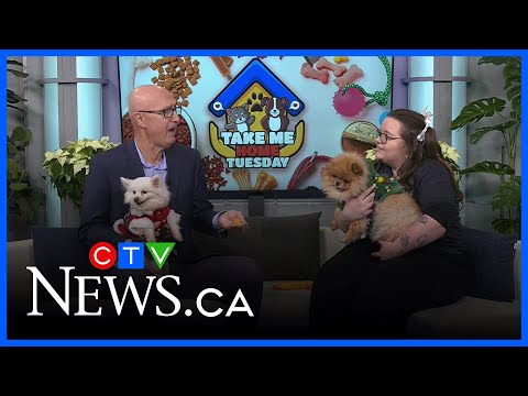 Sweet, senior Pomeranians, Lois and Peter, look for new home – YouTube