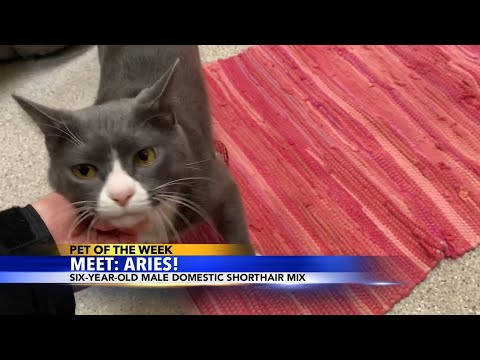 Pet of the Week: Aries – YouTube