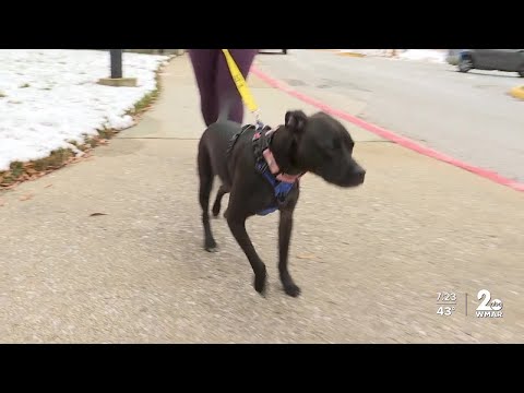 Pets on Set: Marsha – YouTube