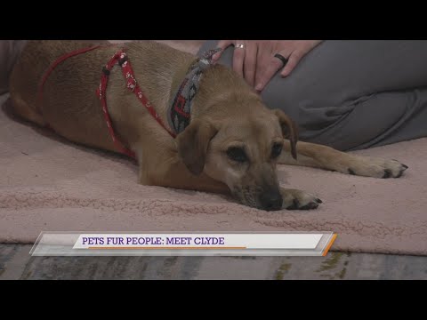 Pets Fur People: Meet Clyde – YouTube