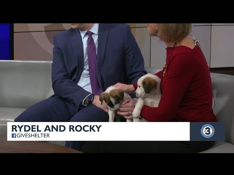 Pets of The Week: Rydel and Rocky – YouTube