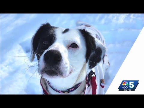 Pet Connection: Dec. 18, 2025 – YouTube