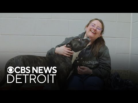 Furry Friday: Meet Pixie the dog and Topher the cat – YouTube