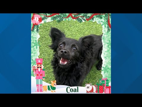 12 Strays of Christmas 2025: Meet Coal – YouTube