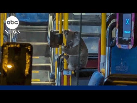 This adorable koala rode a public bus after being saved from the road – YouTube