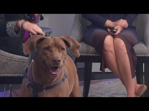 Sweet Weimaraner needs a forever home – YouTube