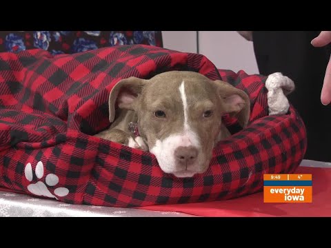 Everyday Iowa – Everyday Pets with Hero's Haven – YouTube