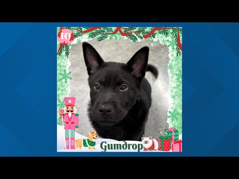 12 Strays of Christmas 2025: Meet Gumdrop – YouTube