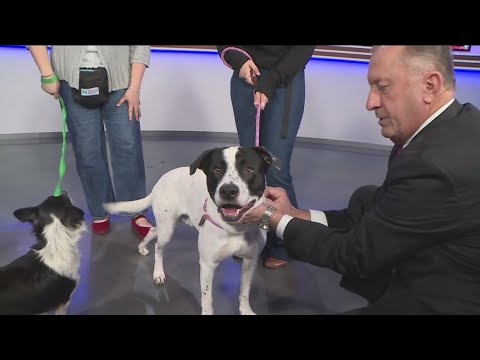 Meet Gary and Patrick Star, our Pets of the Week! – YouTube