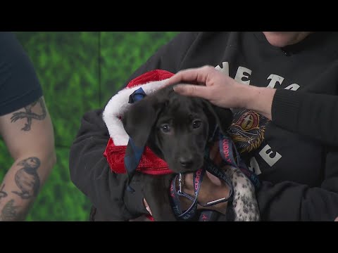 Adopt-A-Pet: One Tail at a Time – YouTube