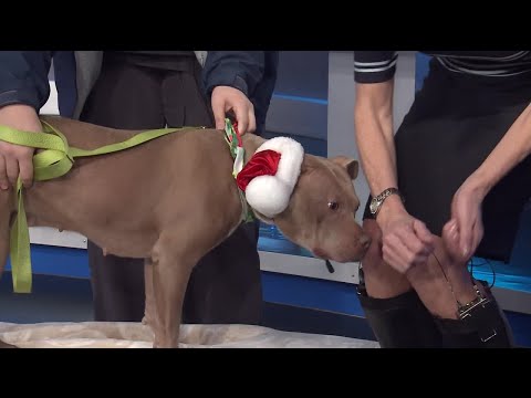 Pet of the Week: Twinkle – YouTube