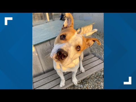 Pets of the Week: 12-20-2025 – YouTube