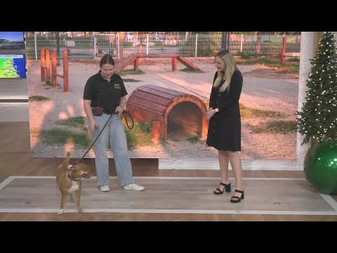 Pet Tails: Meet Lainey – YouTube