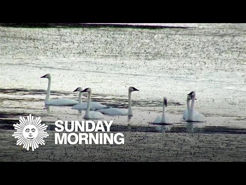 Nature: Trumpeter Swans in Minnesota – YouTube
