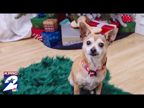 Houston Nonprofit Delivering Adoptable Pets this Christmas – YouTube