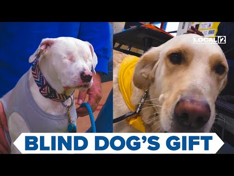 Blind dog's family raises money to donate trained facility dog to Cincinnati school – YouTube