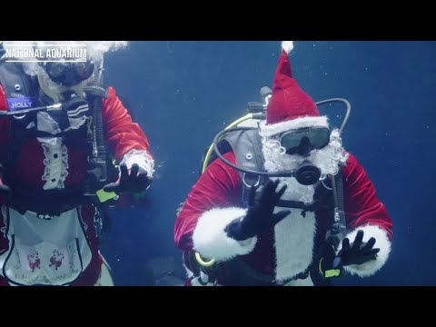 Santa and Mrs. Clause go swimming at the National Aquarium – YouTube