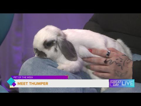 Pet of the Week: Meet Thumper – YouTube