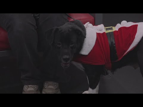 Pet of the Week- Charlotte, a 5-year-old lab mix – YouTube