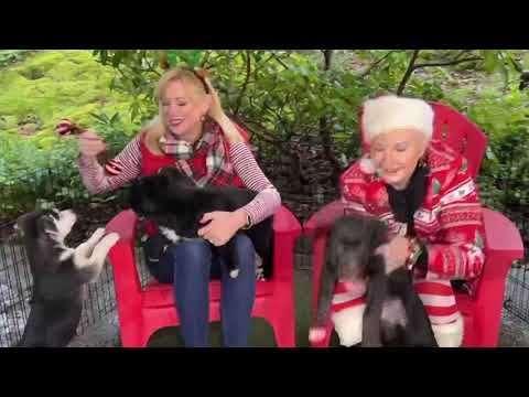 Pet CHEK: The rambunctious Christmas Litter puppies bring our adoptable animal total to 900!