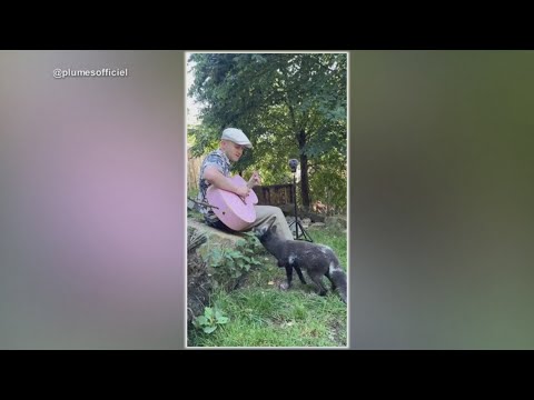 A French singer and guitar player, connect with animals by playing music – YouTube