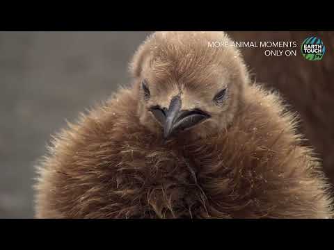 The Majestic (and Adorable) World of King Penguins – YouTube