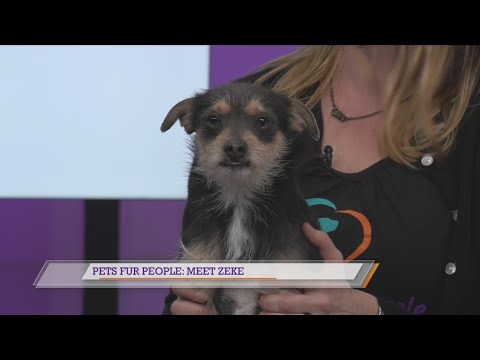 Pets Fur People: Meet Zeke – YouTube