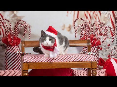 Pet Slideshow- Christmas Edition 2025 part 2 – YouTube