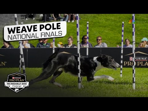 Incredible Dog Challenge 2025: Weave Pole National Finals | NBC Sports – YouTube