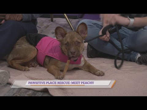 Pawsitive Place Rescue: Meet Peachy – YouTube