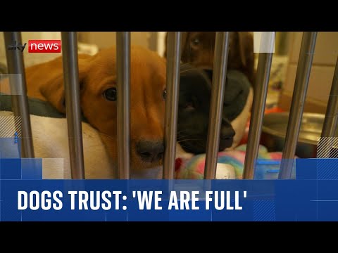 'We are full': Dogs Trust sounds alarm for abandoned pets during the Christmas holidays