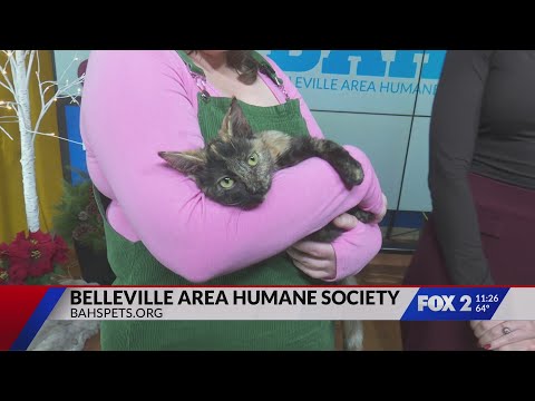 Bring Twyla 'Home for the Paw-lidays' from Belleville Area Humane Society – YouTube