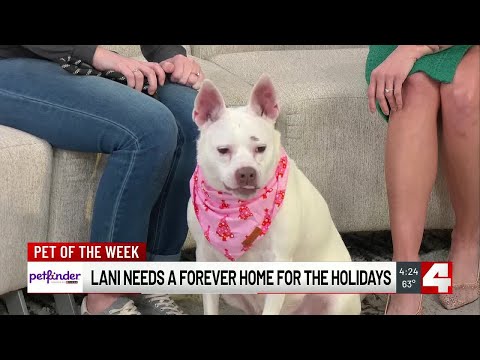 Pet of the Week: Lonnie – YouTube