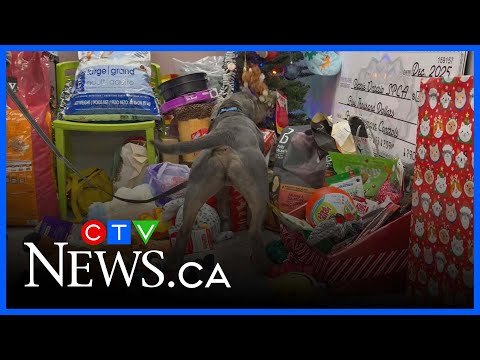 Animals get to open Christmas gifts too – YouTube