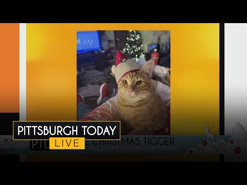 Your holiday pet pics – YouTube