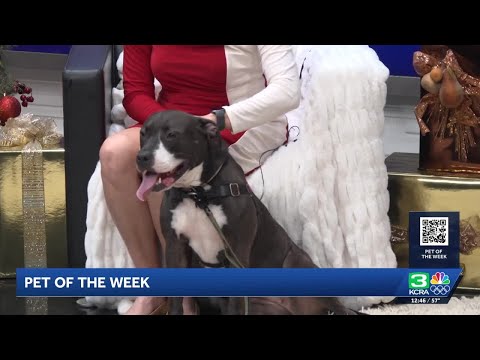 Pet of the Week for December 24: Meet Maisey – YouTube