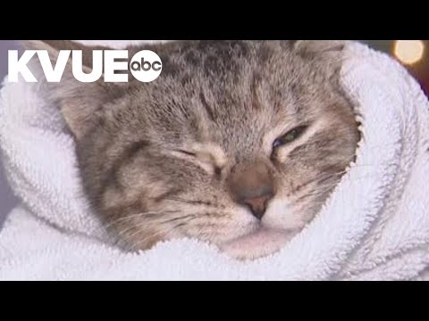 Holiday pet gifts: Why animal experts say some furry friends shouldn't be a surprise