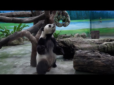 Taipei Zoo's giant pandas get Christmas gifts – YouTube