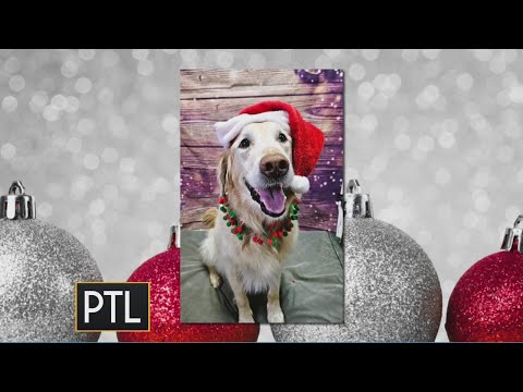 Looking at some of the most festive holiday pets – YouTube